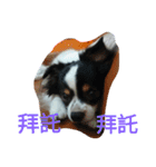 Nicky's life（個別スタンプ：22）