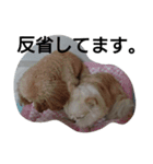 元保護犬、もずく＆はな4(関西弁多数)（個別スタンプ：5）