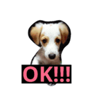 coco_reo（個別スタンプ：1）