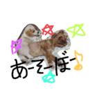 coco_reo（個別スタンプ：3）
