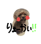 coco_reo（個別スタンプ：14）