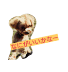 coco_reo（個別スタンプ：16）