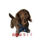 あんずちゃん〜家族会話編〜（個別スタンプ：1）