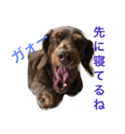 あんずちゃん〜家族会話編〜（個別スタンプ：5）