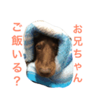 あんずちゃん〜家族会話編〜（個別スタンプ：7）