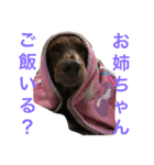 あんずちゃん〜家族会話編〜（個別スタンプ：8）