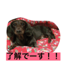 あんずちゃん〜家族会話編〜（個別スタンプ：10）