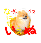 ポメ時々ペルシャ1（個別スタンプ：2）