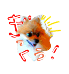 ポメ時々ペルシャ1（個別スタンプ：4）