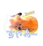 ポメ時々ペルシャ1（個別スタンプ：6）