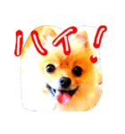 ポメ時々ペルシャ1（個別スタンプ：7）