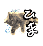 ポメ時々ペルシャ1（個別スタンプ：9）