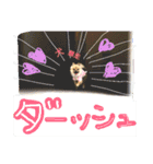 ポメ時々ペルシャ1（個別スタンプ：14）