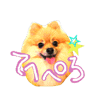 ポメ時々ペルシャ1（個別スタンプ：15）