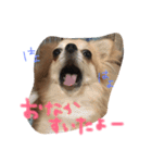 ちぃぷぅ夫婦の日常（個別スタンプ：11）