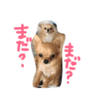 ちぃぷぅ夫婦の日常（個別スタンプ：24）
