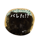嵐さま(らん/犬)＆煌月くん(らいと/猫)（個別スタンプ：2）