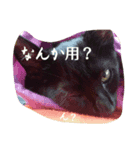 嵐さま(らん/犬)＆煌月くん(らいと/猫)（個別スタンプ：6）