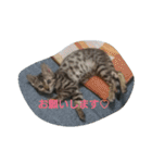 ベンガル猫ベルの日常使えるスタンプ（個別スタンプ：1）