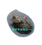 ベンガル猫ベルの日常使えるスタンプ（個別スタンプ：3）