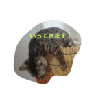 ベンガル猫ベルの日常使えるスタンプ（個別スタンプ：5）