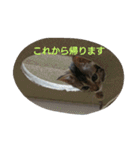ベンガル猫ベルの日常使えるスタンプ（個別スタンプ：8）