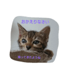 ベンガル猫ベルの日常使えるスタンプ（個別スタンプ：9）
