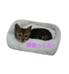 ベンガル猫ベルの日常使えるスタンプ（個別スタンプ：10）