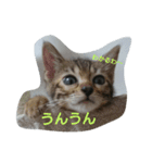 ベンガル猫ベルの日常使えるスタンプ（個別スタンプ：14）