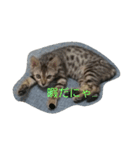 ベンガル猫ベルの日常使えるスタンプ（個別スタンプ：22）