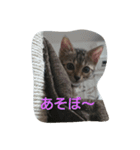 ベンガル猫ベルの日常使えるスタンプ（個別スタンプ：23）