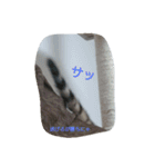 ベンガル猫ベルの日常使えるスタンプ（個別スタンプ：29）