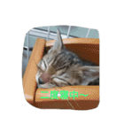 ベンガル猫ベルの日常使えるスタンプ（個別スタンプ：32）