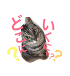ネコのつーちゃん（個別スタンプ：4）