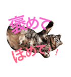 ネコのつーちゃん（個別スタンプ：10）
