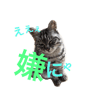 ネコのつーちゃん（個別スタンプ：11）