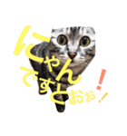 ネコのつーちゃん（個別スタンプ：13）