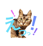 ネコのつーちゃん（個別スタンプ：17）