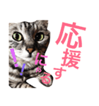 ネコのつーちゃん（個別スタンプ：19）