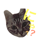 ネコのつーちゃん（個別スタンプ：31）