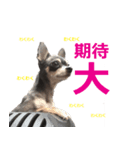 すーちゃんの日常（個別スタンプ：11）