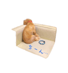 アメリカンコッカースパニエルのサンタくん（個別スタンプ：5）