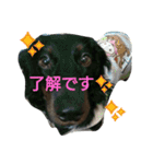 inumomi（個別スタンプ：13）
