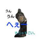 inumomi（個別スタンプ：14）
