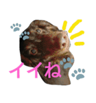 inumomi（個別スタンプ：23）