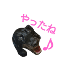 inumomi（個別スタンプ：27）