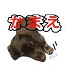 inumomi（個別スタンプ：34）