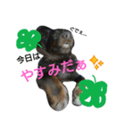 inumomi（個別スタンプ：38）