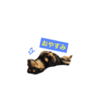あもるくん（個別スタンプ：6）