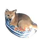 柴犬たらこ（個別スタンプ：1）